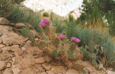 Cactus in bloom along the South Kaibab Trail