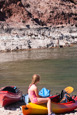 Hannah checking out some of the Desert Bighorn sheep that came down to water very near where we were taking a break.