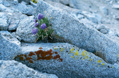 Sky Pilot (Polemonium eximium) -- a wildflower that only grows in the harsh environment of the Sierra Nevada above 10,000 to 12,000 feet.