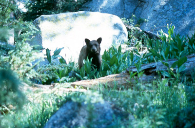 The bear we met on the trail