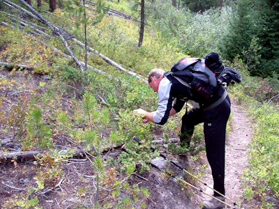 Jim Potts picking huckleberries on their hike/climb of Wilson Peak.